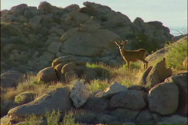 A mule deer among boulders in chaparral foothill terrain
