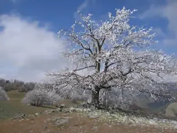 A frost-covered oak tree on protected grassland at Tejon Ranch