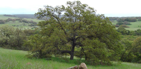 Endandered Habitats Conservancy