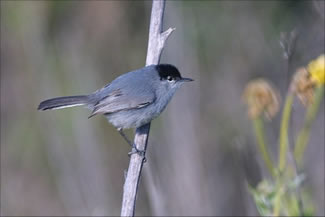 The Coastal California Gnatcatcher is a different bird